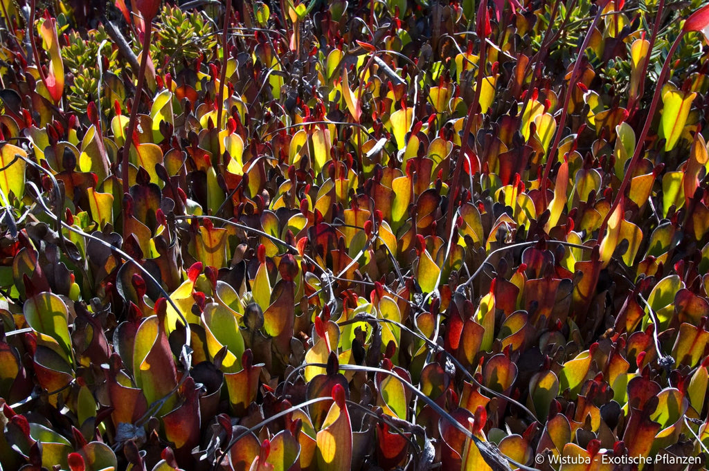 Heliamphora chimantensis (Chimanta, Venezuela) 大森食虫植物農園