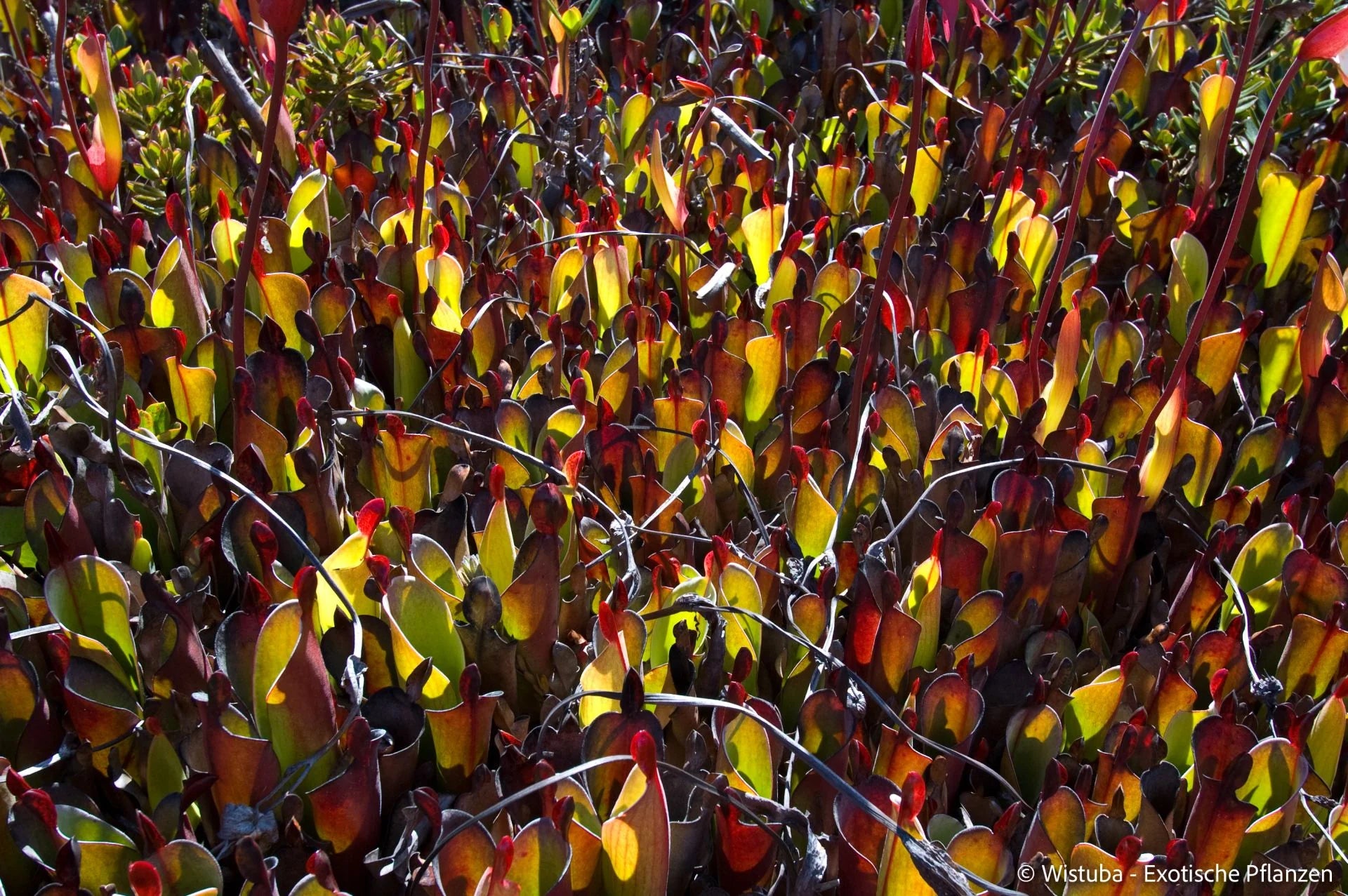 Heliamphora chimantensis (Chimanta, Venezuela) 大森食虫植物農園