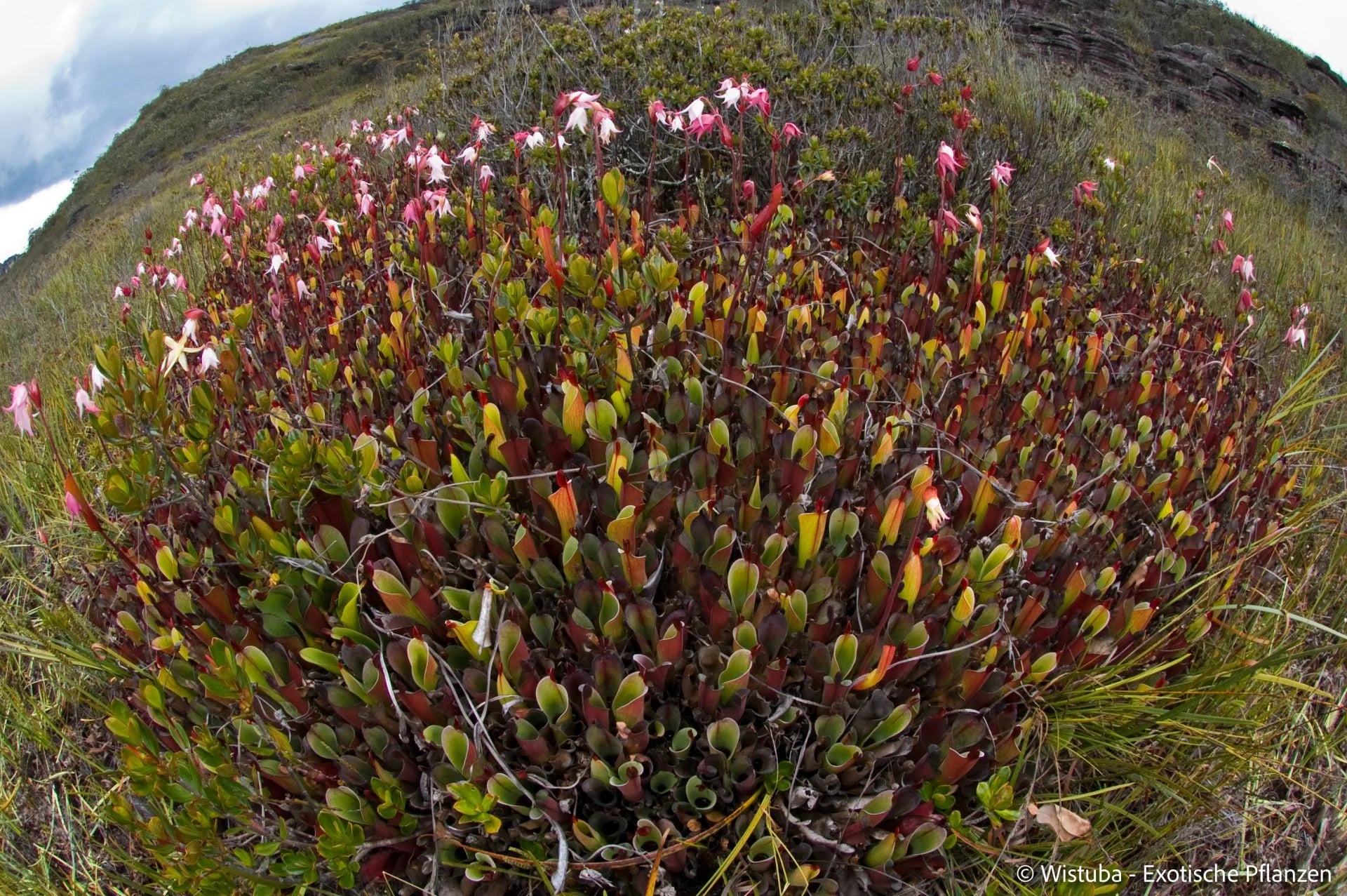 Heliamphora chimantensis (Chimanta, Venezuela) 大森食虫植物農園