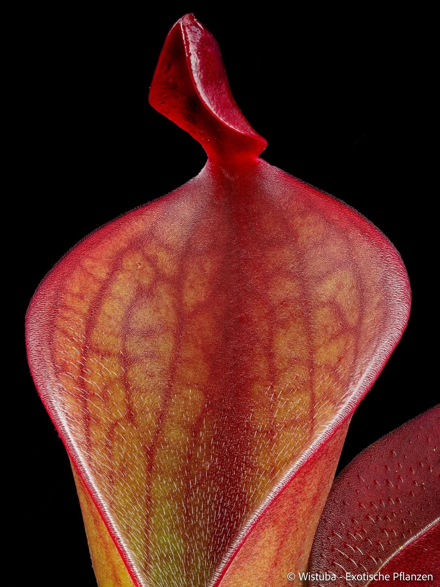 Heliamphora chimantensis x pulchella (Apacara) 大森食虫植物農園