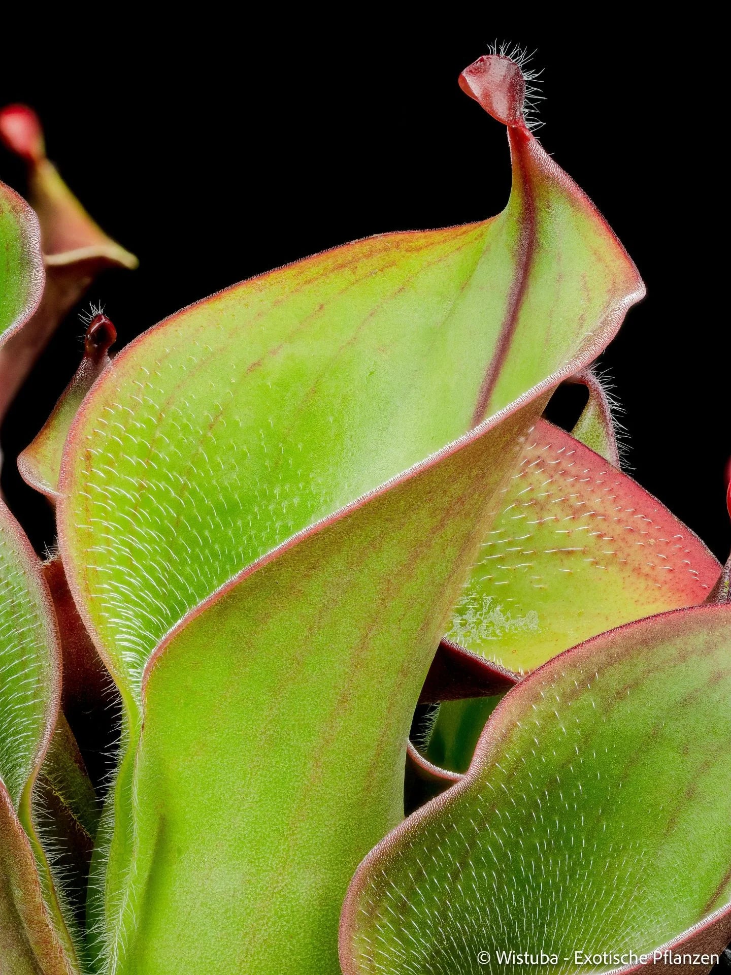 Heliamphora ciliata (Lowland) 大森食虫植物農園