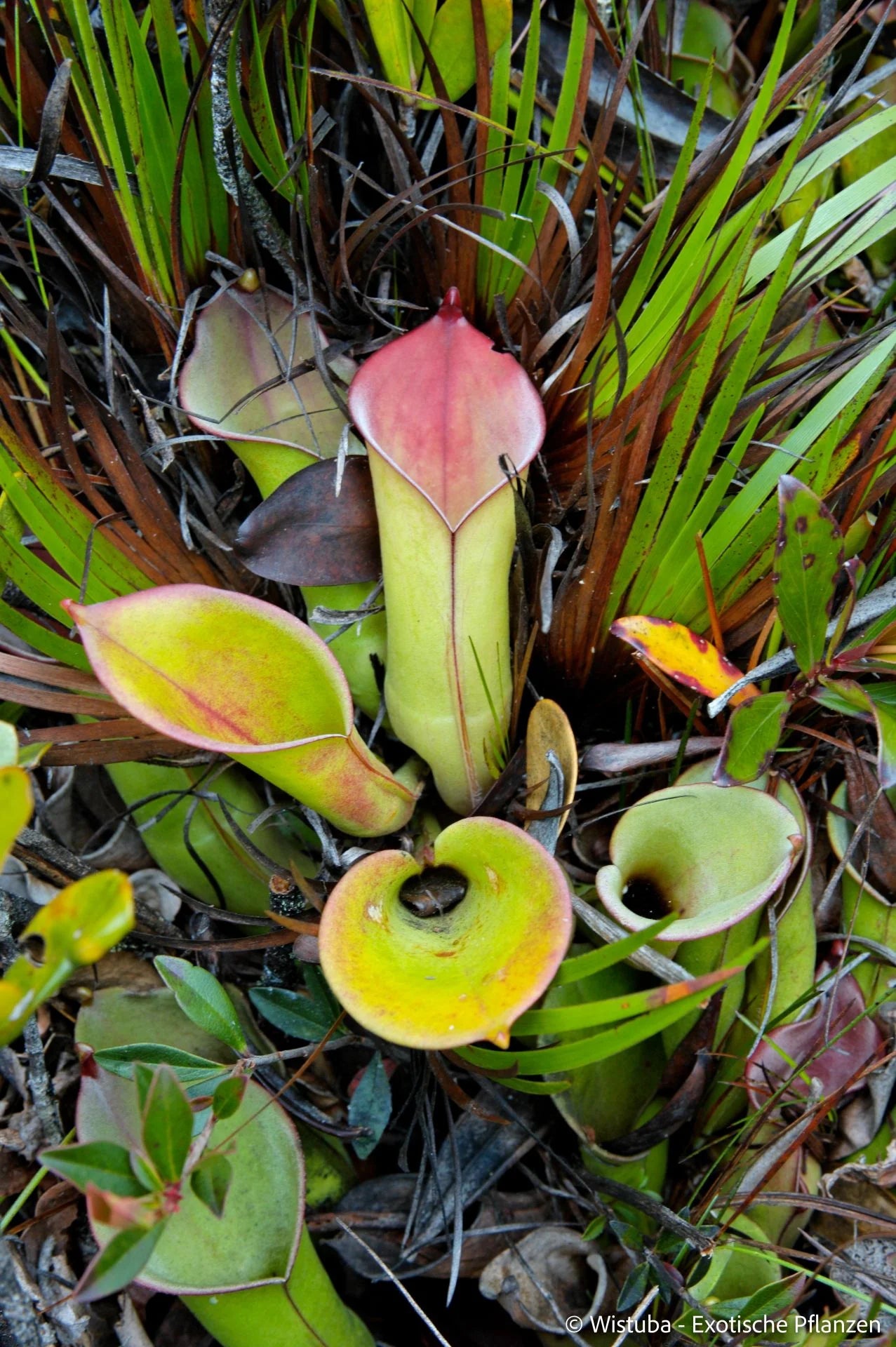 Heliamphora collina (Foothills Testigos) 大森食虫植物農園