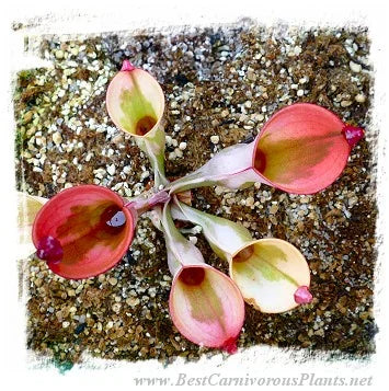 Heliamphora cv. 'BCP Flamingo' [BCP ID# H10 /02] / 1株の中型の苗, 幼い捕虫葉, 3-6 cm 大森食虫植物農園
