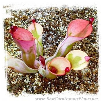 Heliamphora cv. 'BCP Flamingo' [BCP ID# H10 /02] / 1株の苗, 7-10 cm 大森食虫植物農園