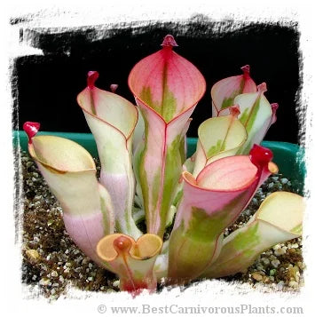 Heliamphora cv. 'BCP Flamingo' [BCP ID# H10 /02] / 1株の中型の苗, 幼い捕虫葉, 3-6 cm 大森食虫植物農園