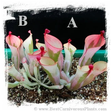 Heliamphora cv. 'BCP Flamingo' [BCP ID# H10 /02] / 1株の中型の苗, 幼い捕虫葉, 3-6 cm 大森食虫植物農園