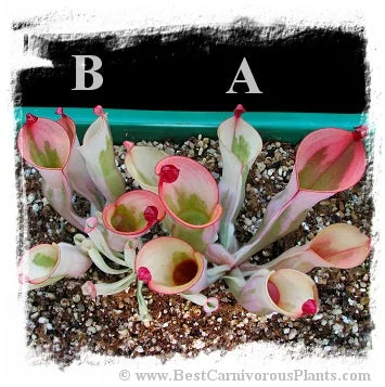Heliamphora cv. 'BCP Flamingo' [BCP ID# H10 /02] / 1株の中型の苗, 幼い捕虫葉, 3-6 cm 大森食虫植物農園