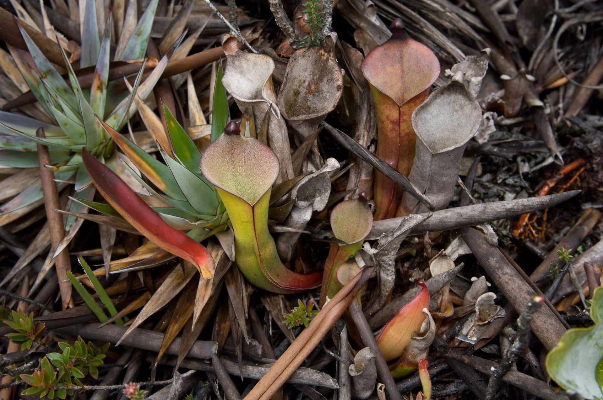 Heliamphora electrum 大森食虫植物農園
