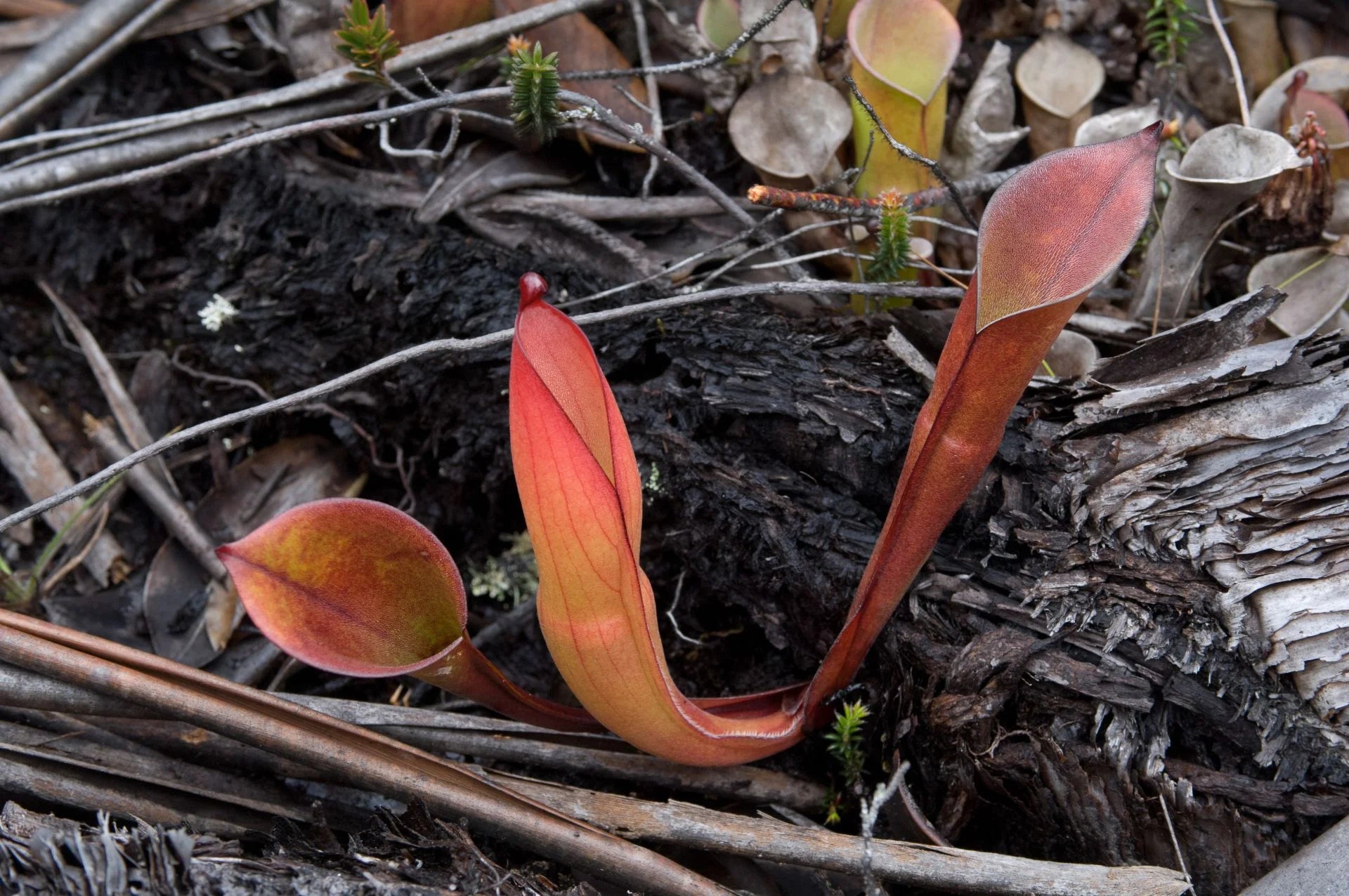 Heliamphora electrum 大森食虫植物農園