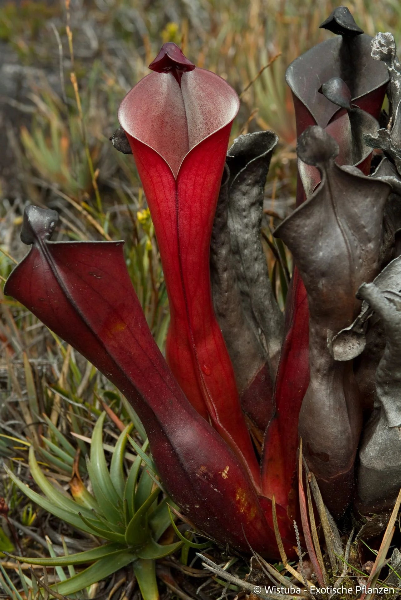 Heliamphora elongata (Ilu Tepui) 大森食虫植物農園