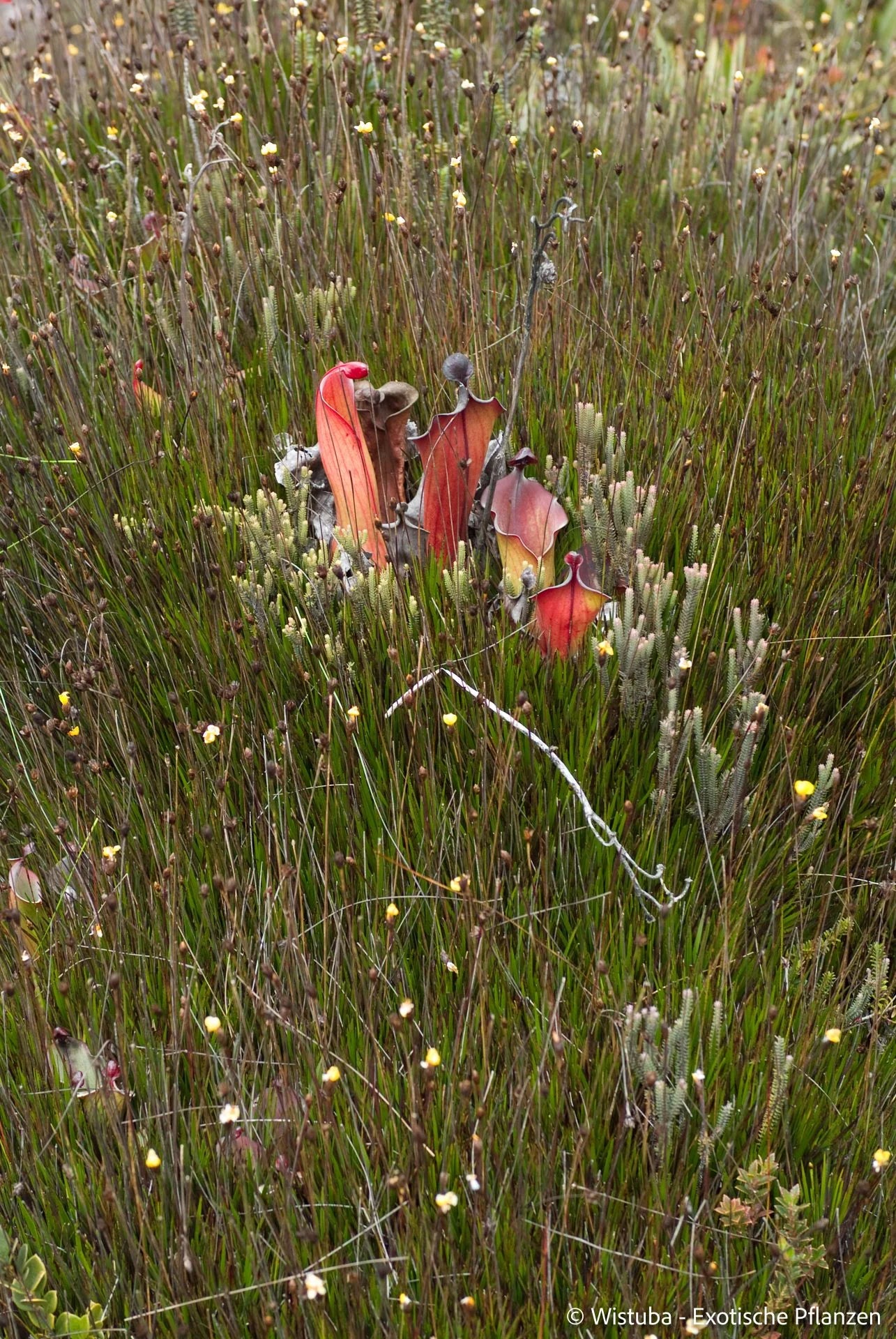 Heliamphora elongata (Ilu Tepui) 大森食虫植物農園