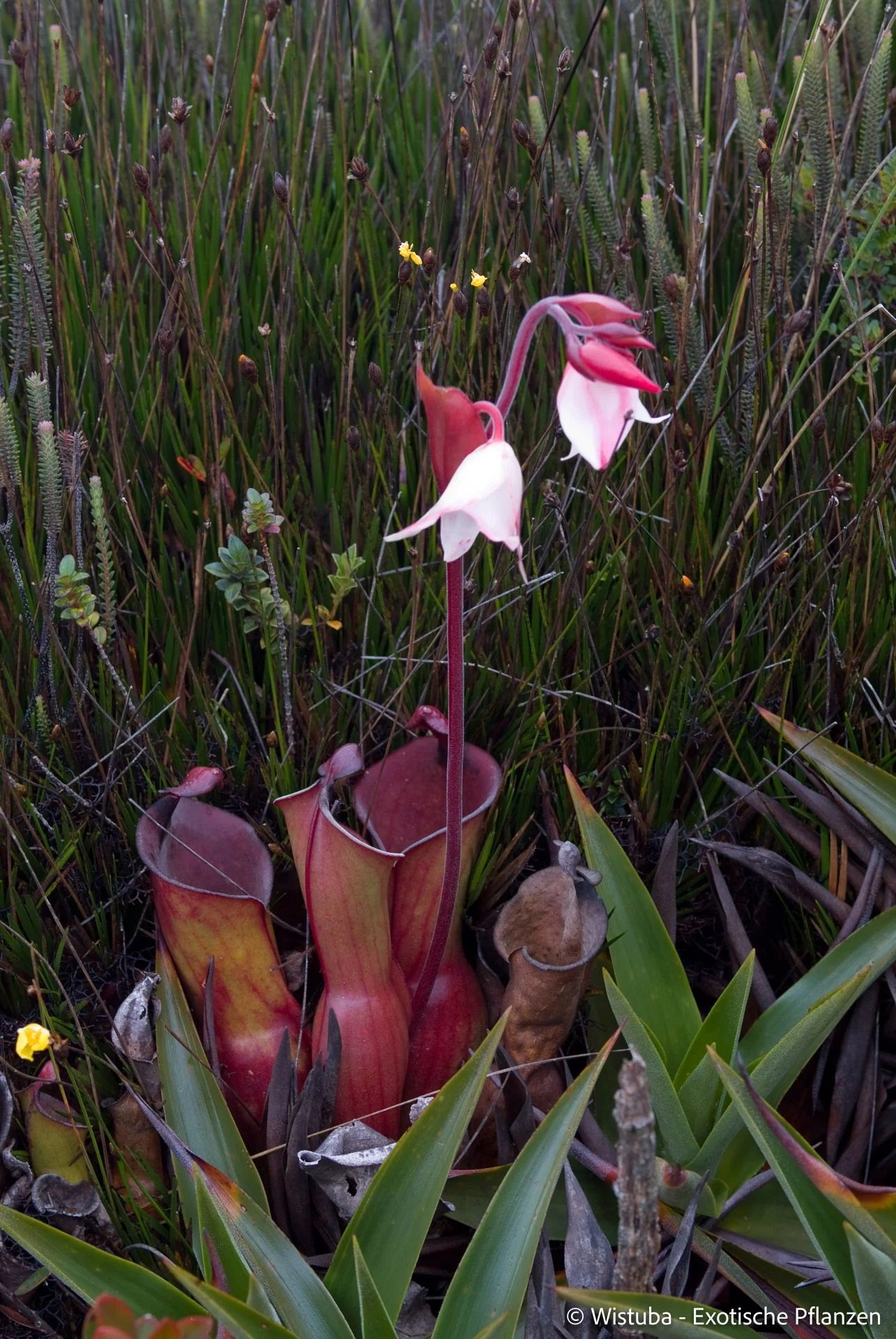 Heliamphora elongata (Ilu Tepui) 大森食虫植物農園