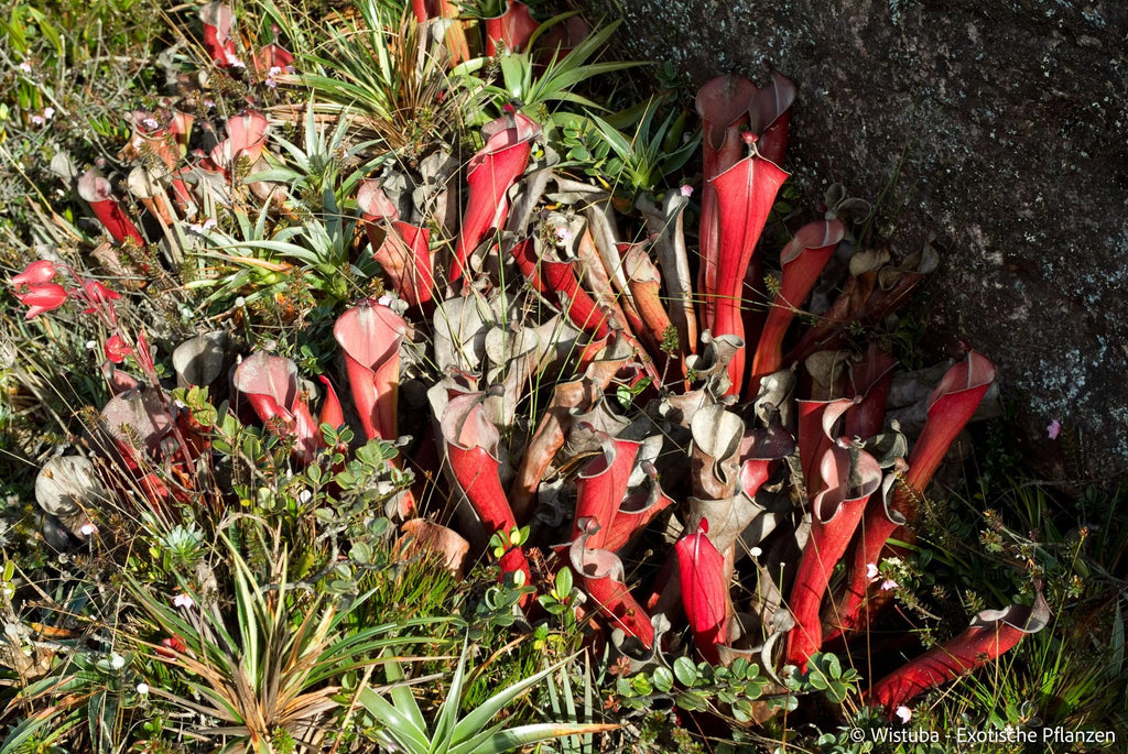 Heliamphora elongata (Ilu Tepui) 大森食虫植物農園