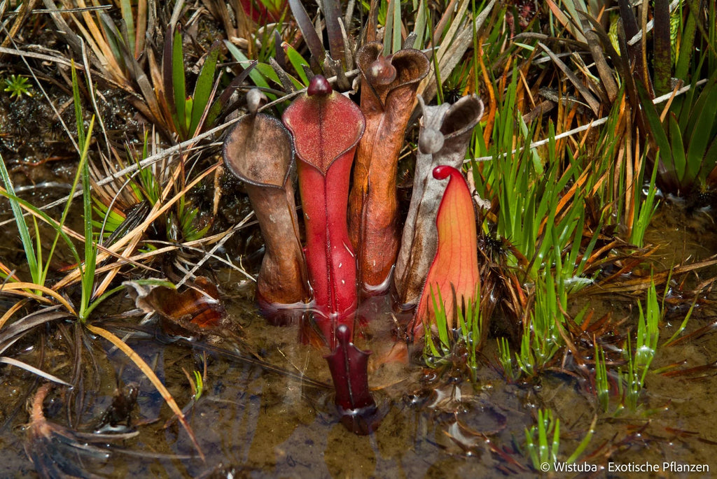 Heliamphora elongata (Ilu Tepui) 大森食虫植物農園