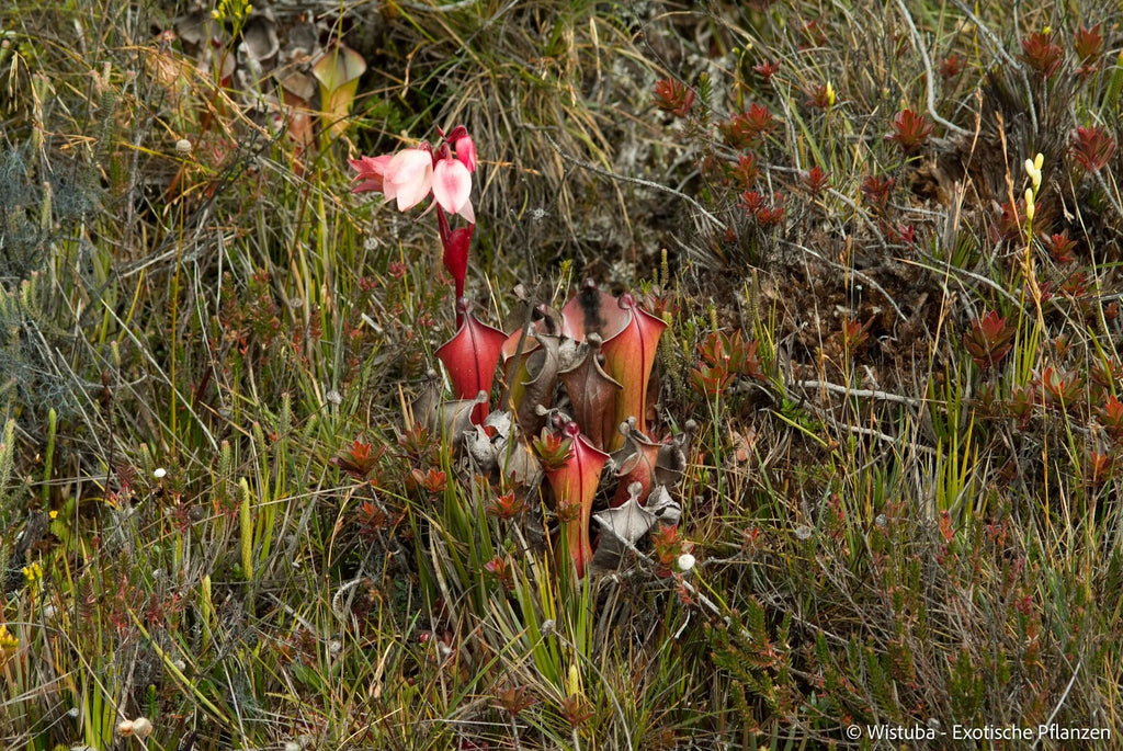 Heliamphora elongata (Ilu Tepui) 大森食虫植物農園