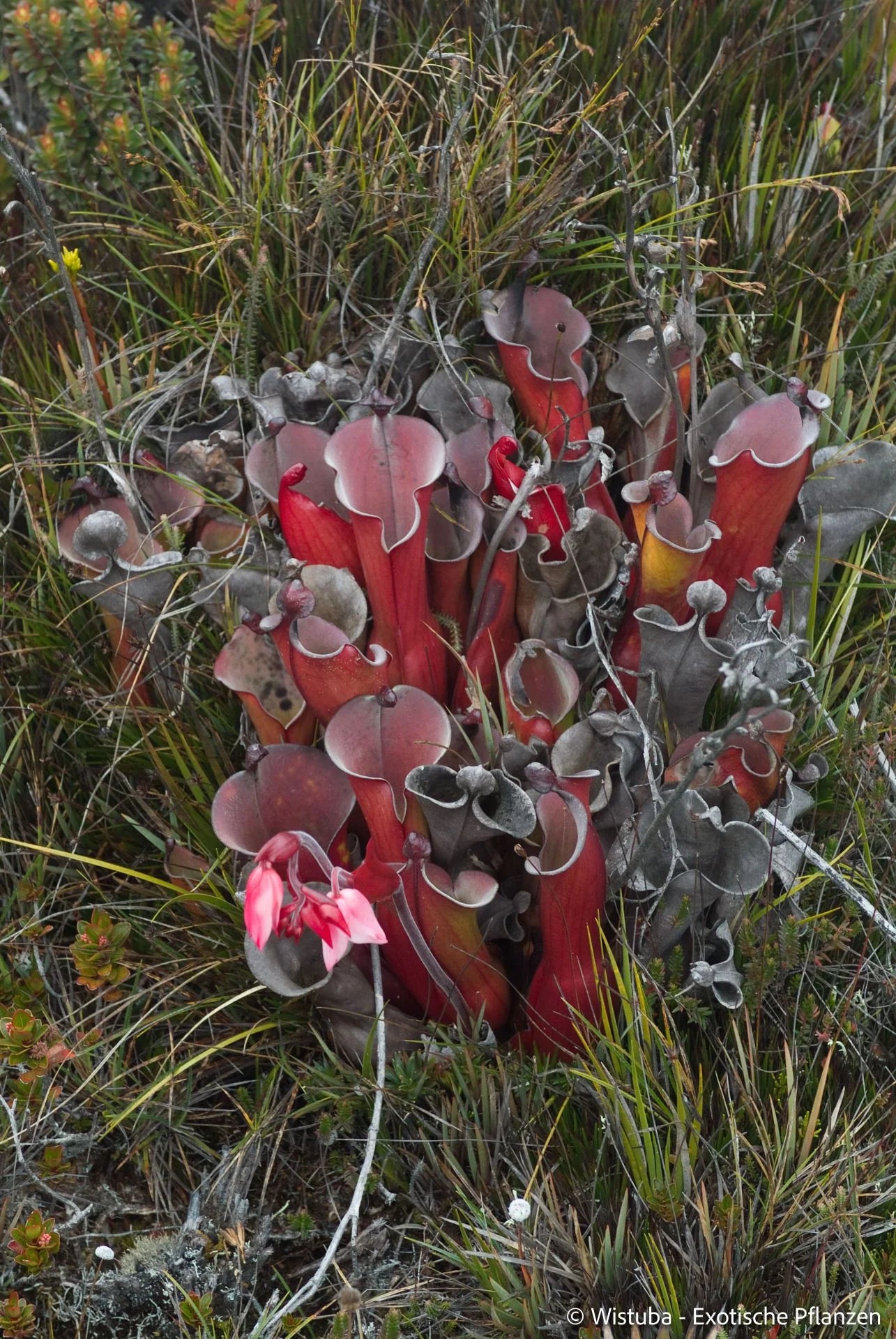 Heliamphora elongata (Ilu Tepui) 大森食虫植物農園