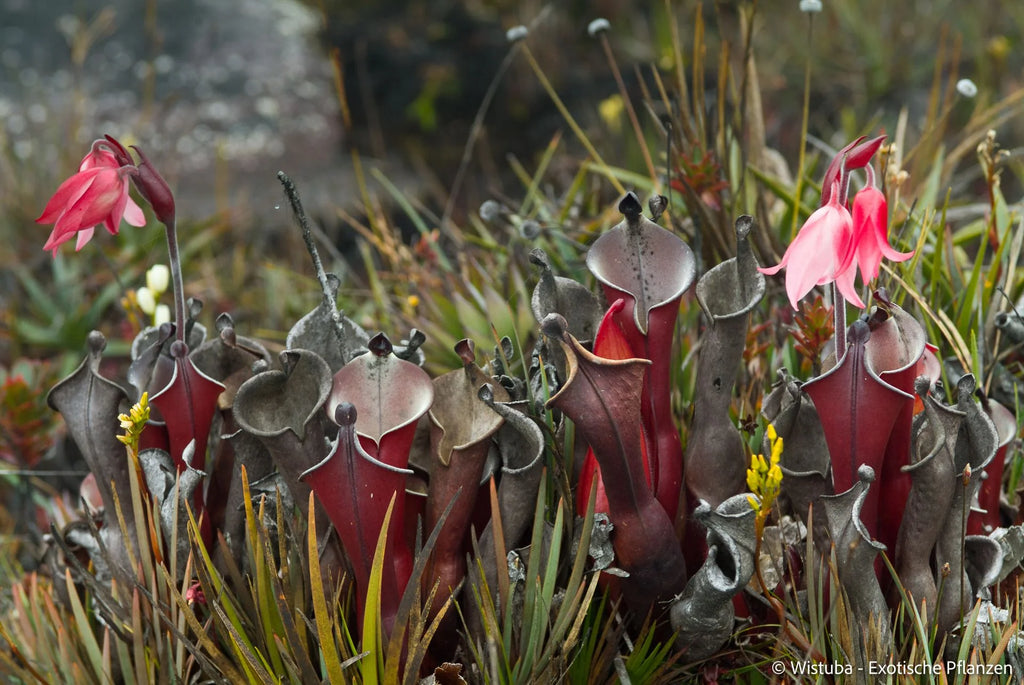 Heliamphora elongata (Ilu Tepui) 大森食虫植物農園
