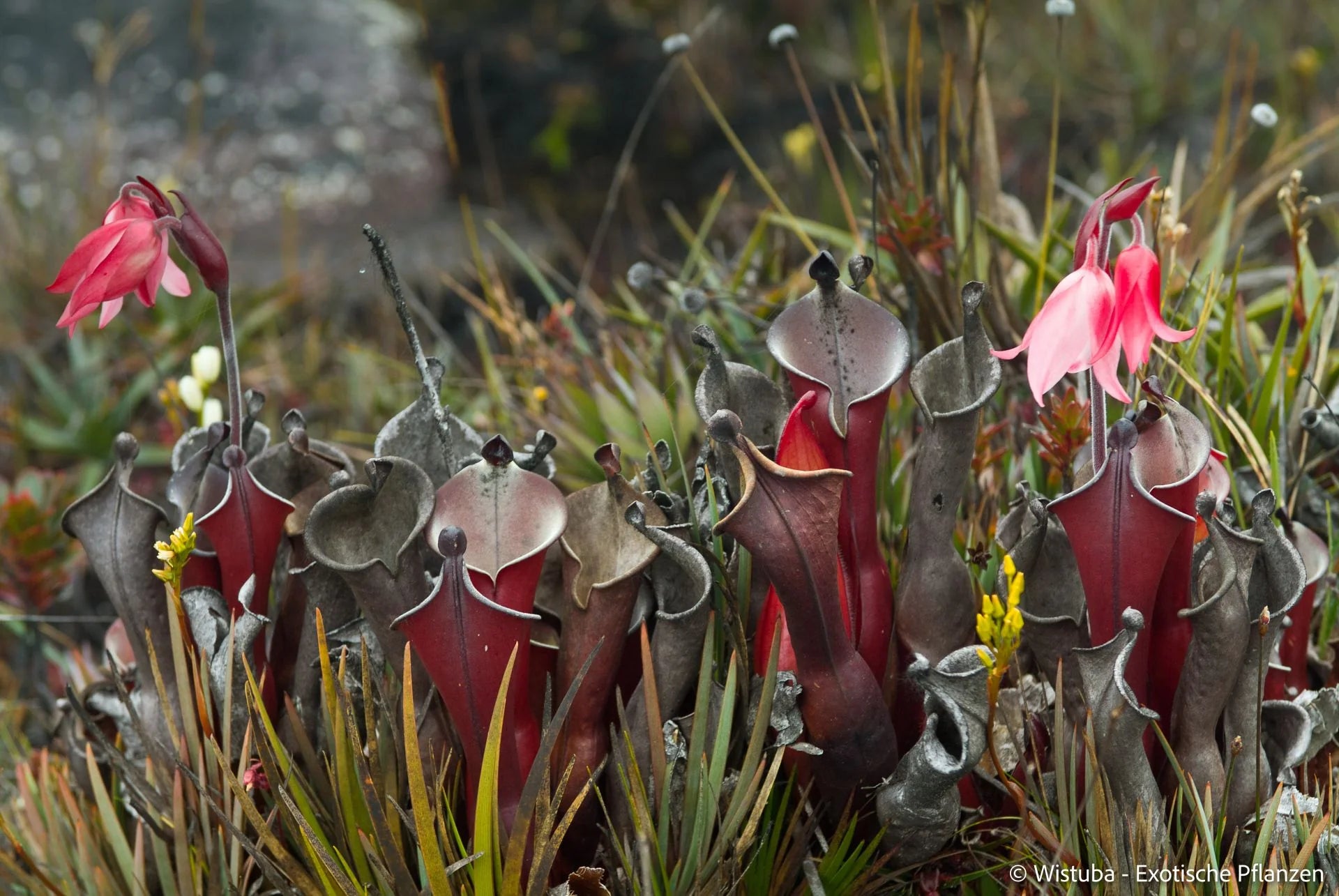 Heliamphora elongata (Ilu Tepui) 大森食虫植物農園