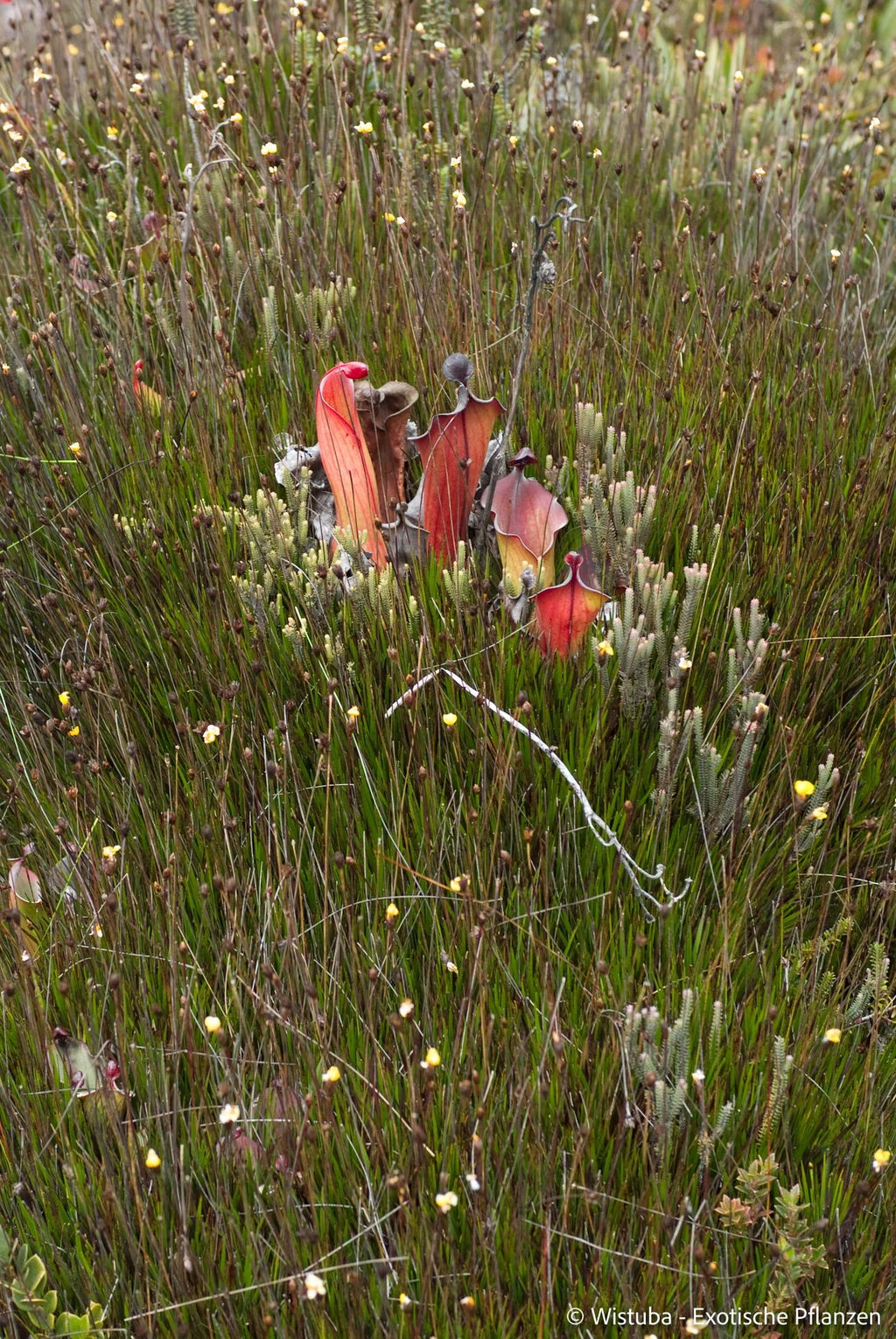 Heliamphora elongata (Karaurin Tepui) 大森食虫植物農園