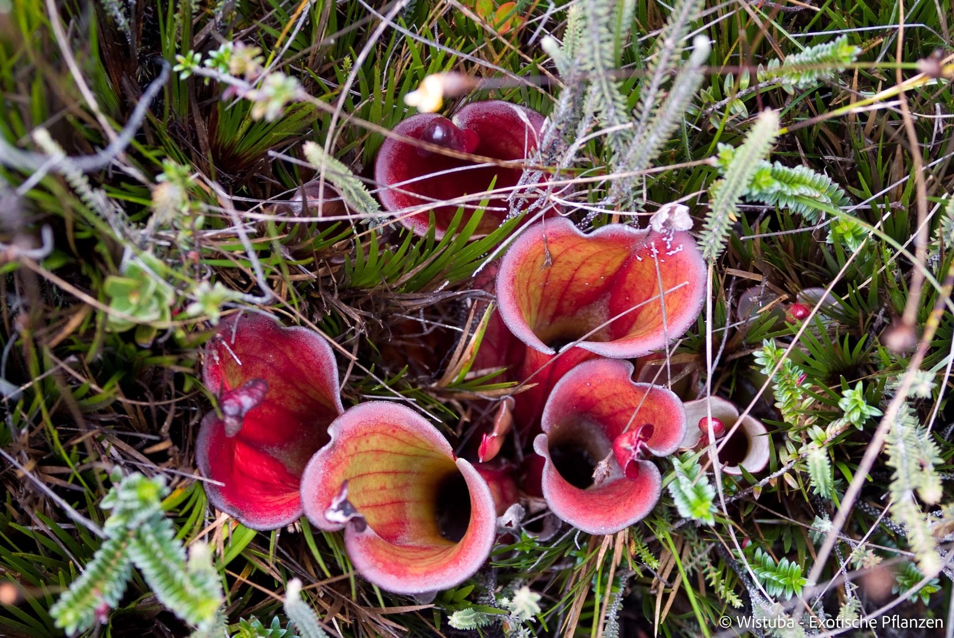 Heliamphora elongata (Karaurin Tepui) 大森食虫植物農園