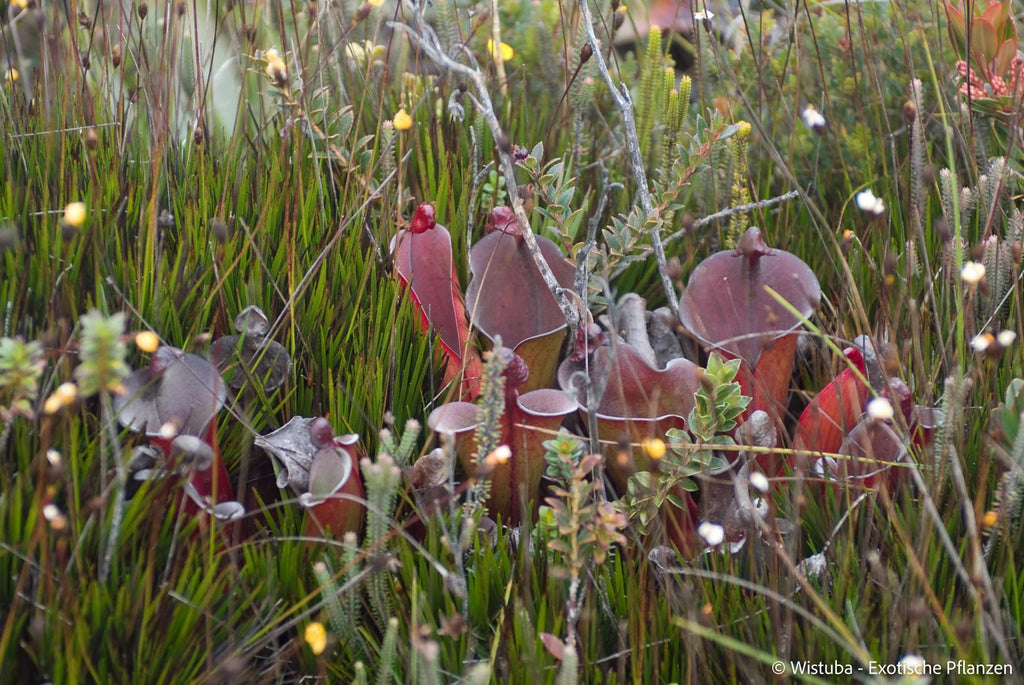 Heliamphora elongata (Karaurin Tepui) 大森食虫植物農園