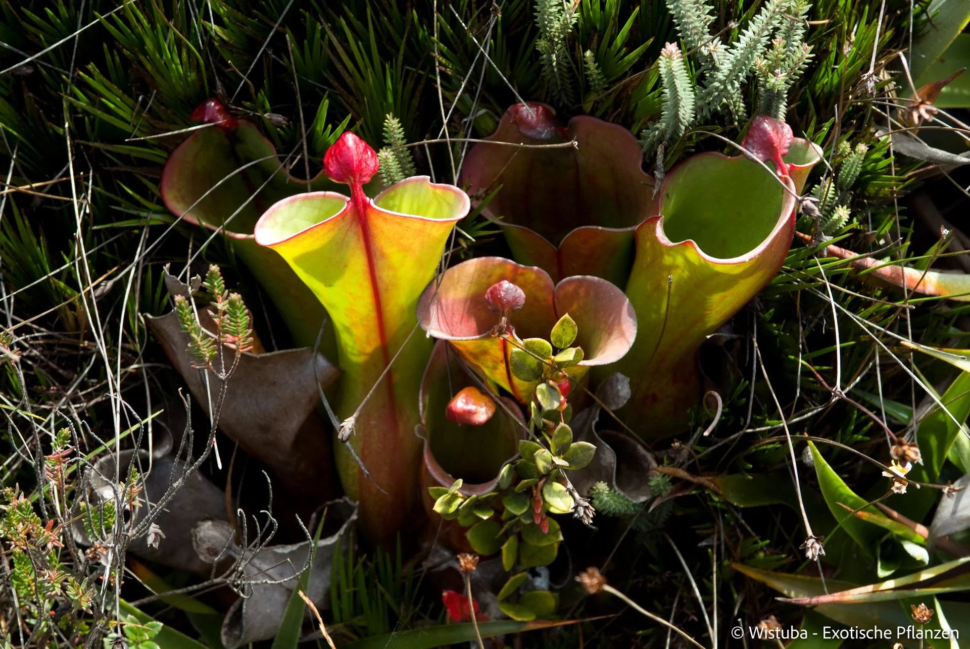 Heliamphora elongata (Karaurin Tepui) 大森食虫植物農園