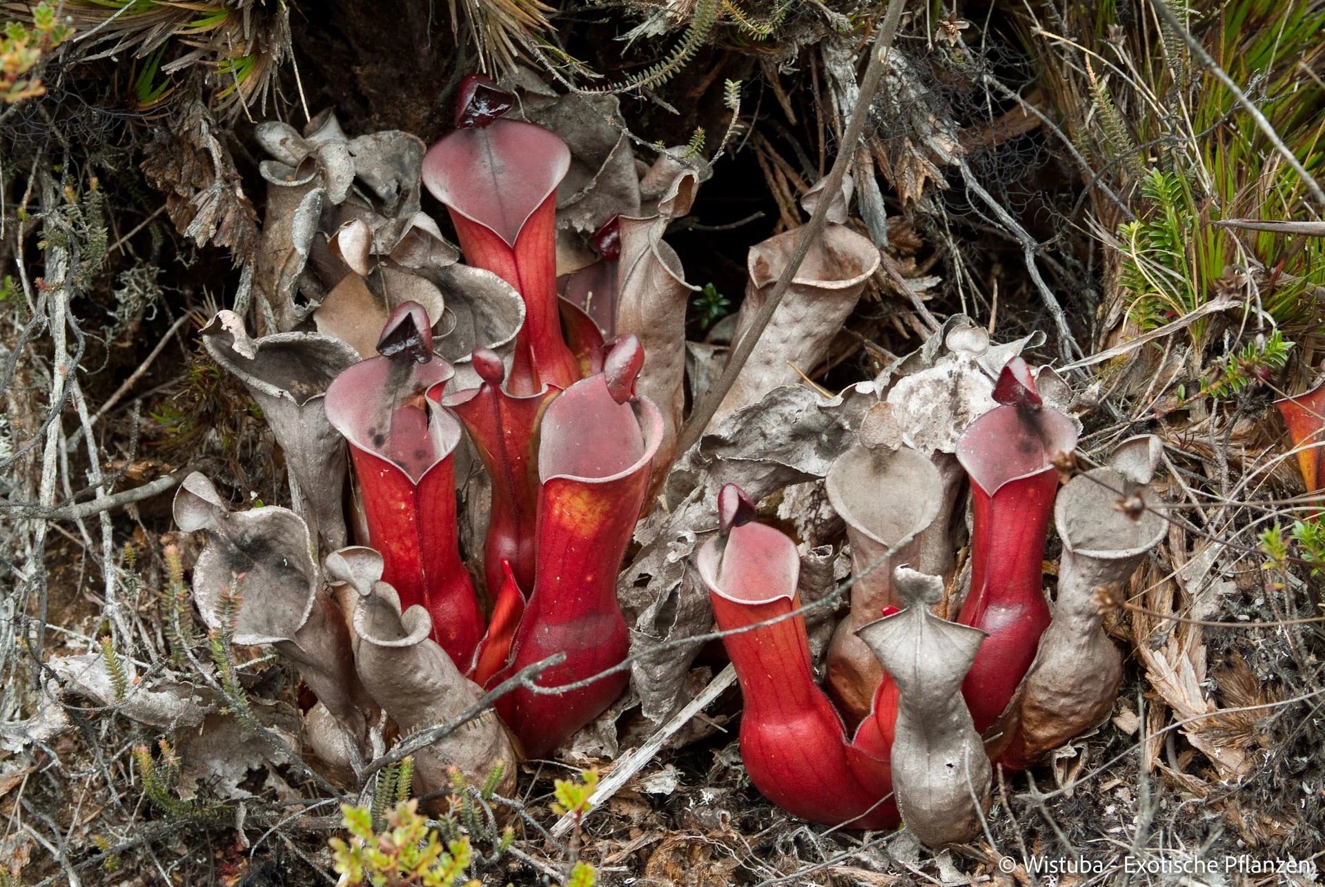 Heliamphora elongata (Karaurin Tepui) 大森食虫植物農園
