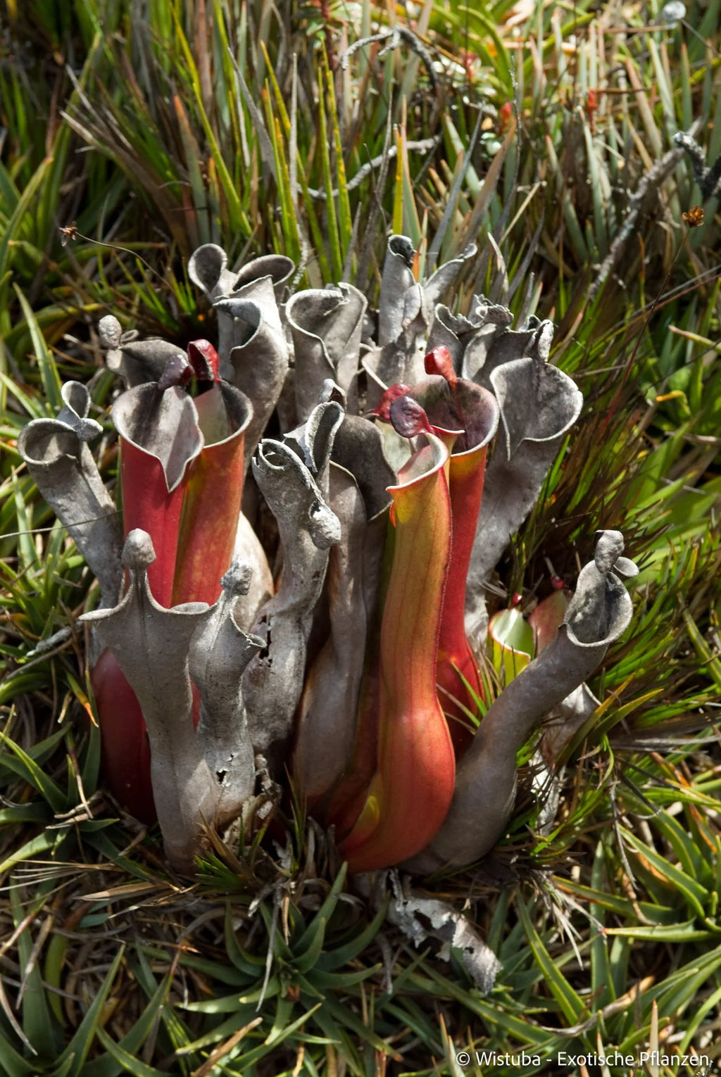 Heliamphora elongata (Karaurin Tepui) 大森食虫植物農園