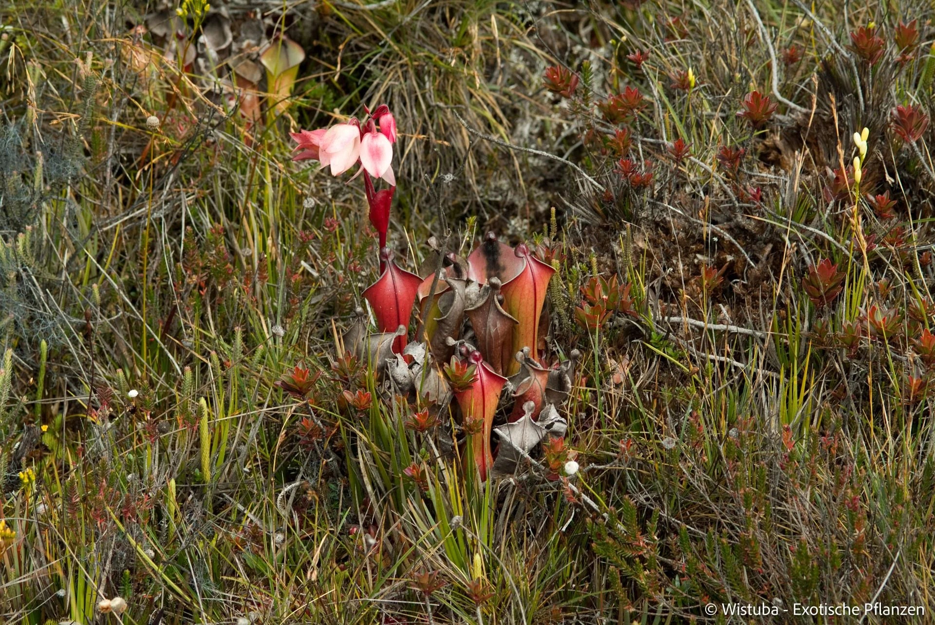 Heliamphora elongata (Karaurin Tepui) 大森食虫植物農園