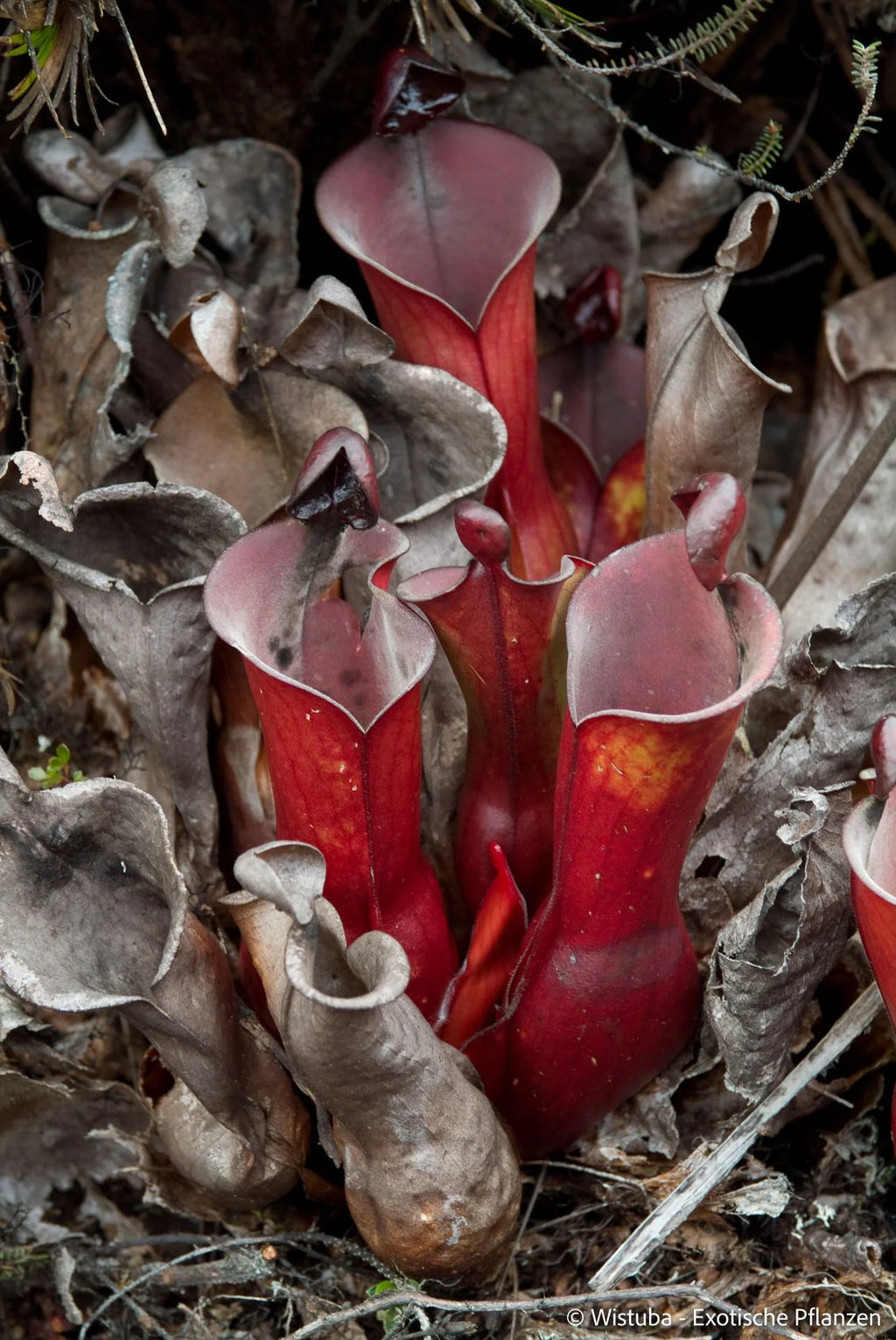 Heliamphora elongata (Karaurin Tepui) 大森食虫植物農園