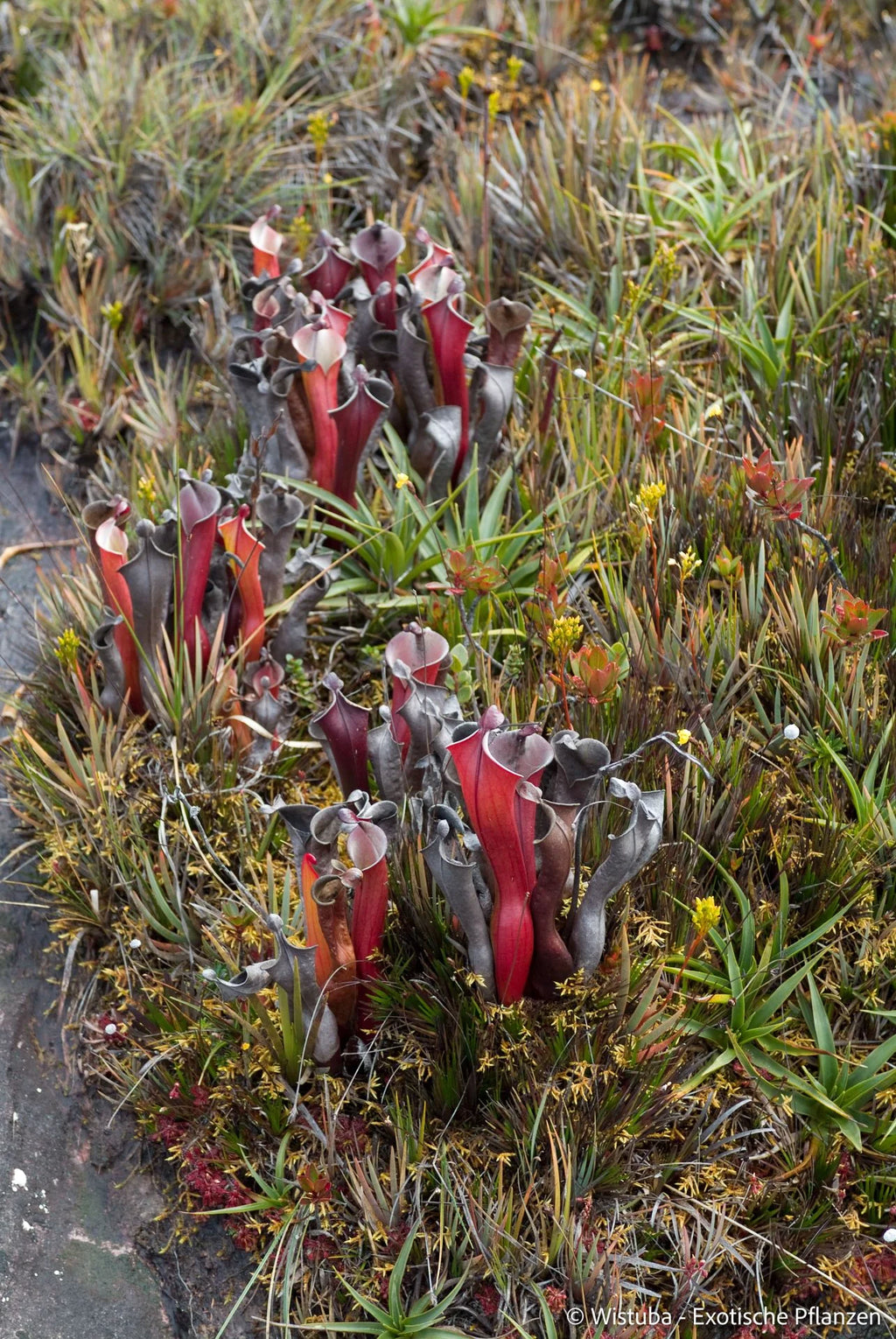 Heliamphora elongata (Karaurin Tepui) 大森食虫植物農園