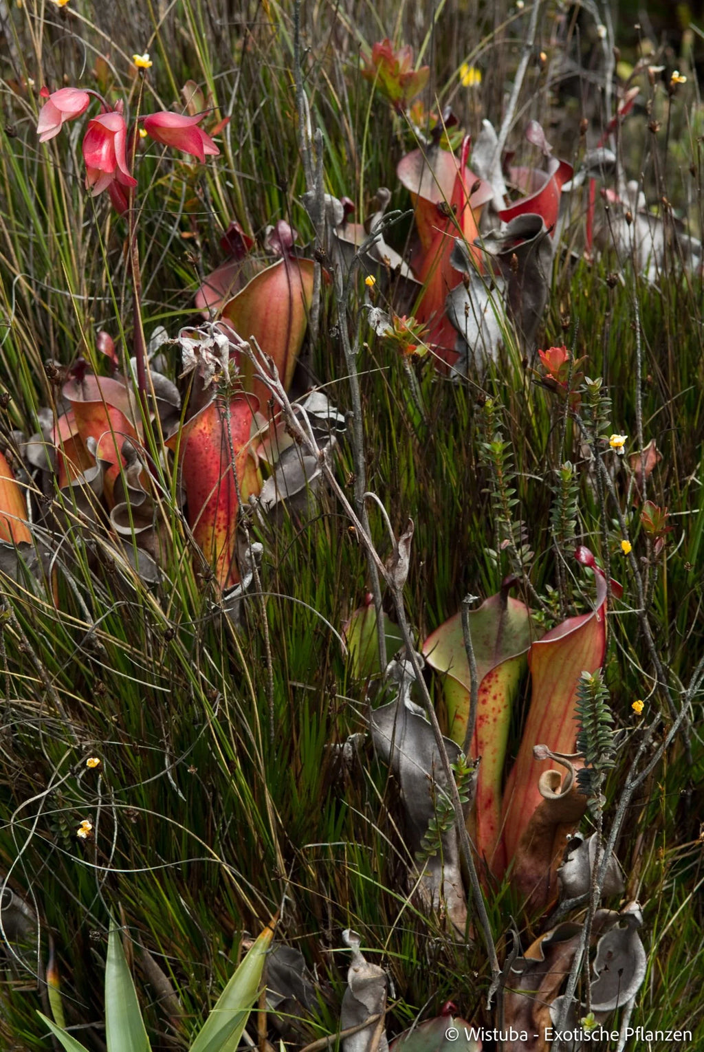 Heliamphora elongata (Karaurin Tepui) 大森食虫植物農園