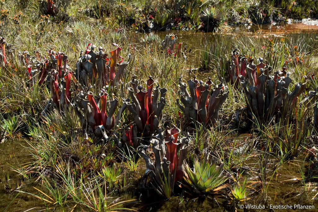 Heliamphora elongata (Karaurin Tepui) 大森食虫植物農園