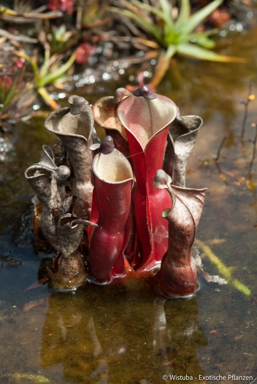 Heliamphora elongata (Karaurin Tepui) 大森食虫植物農園