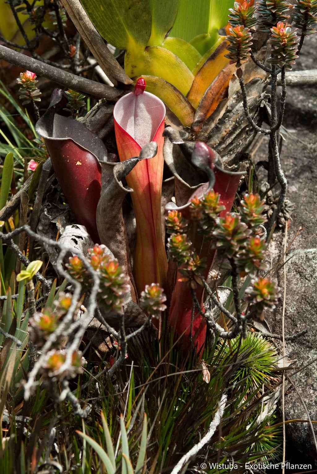Heliamphora elongata (Karaurin Tepui) 大森食虫植物農園