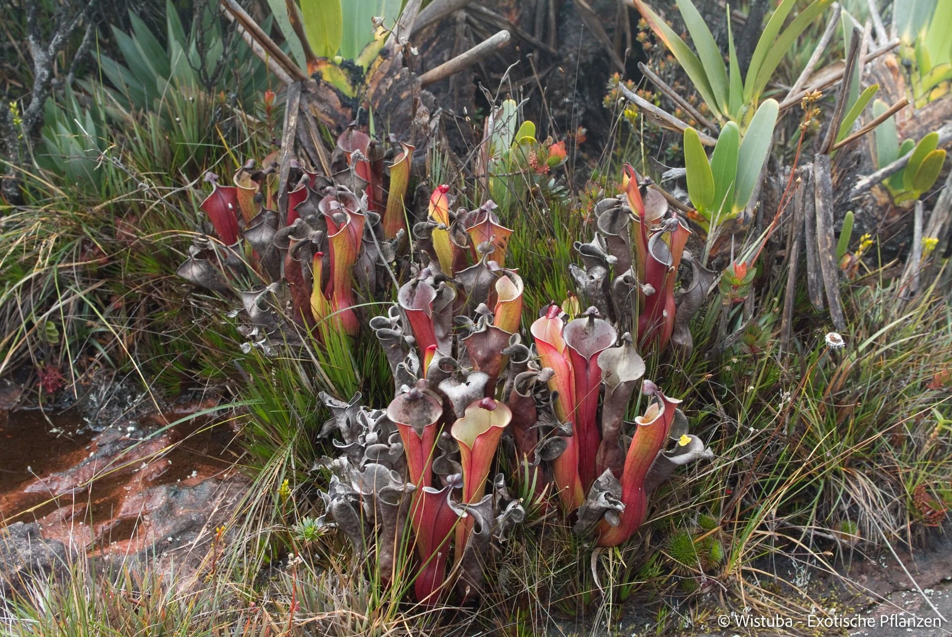 Heliamphora elongata (Karaurin Tepui) 大森食虫植物農園