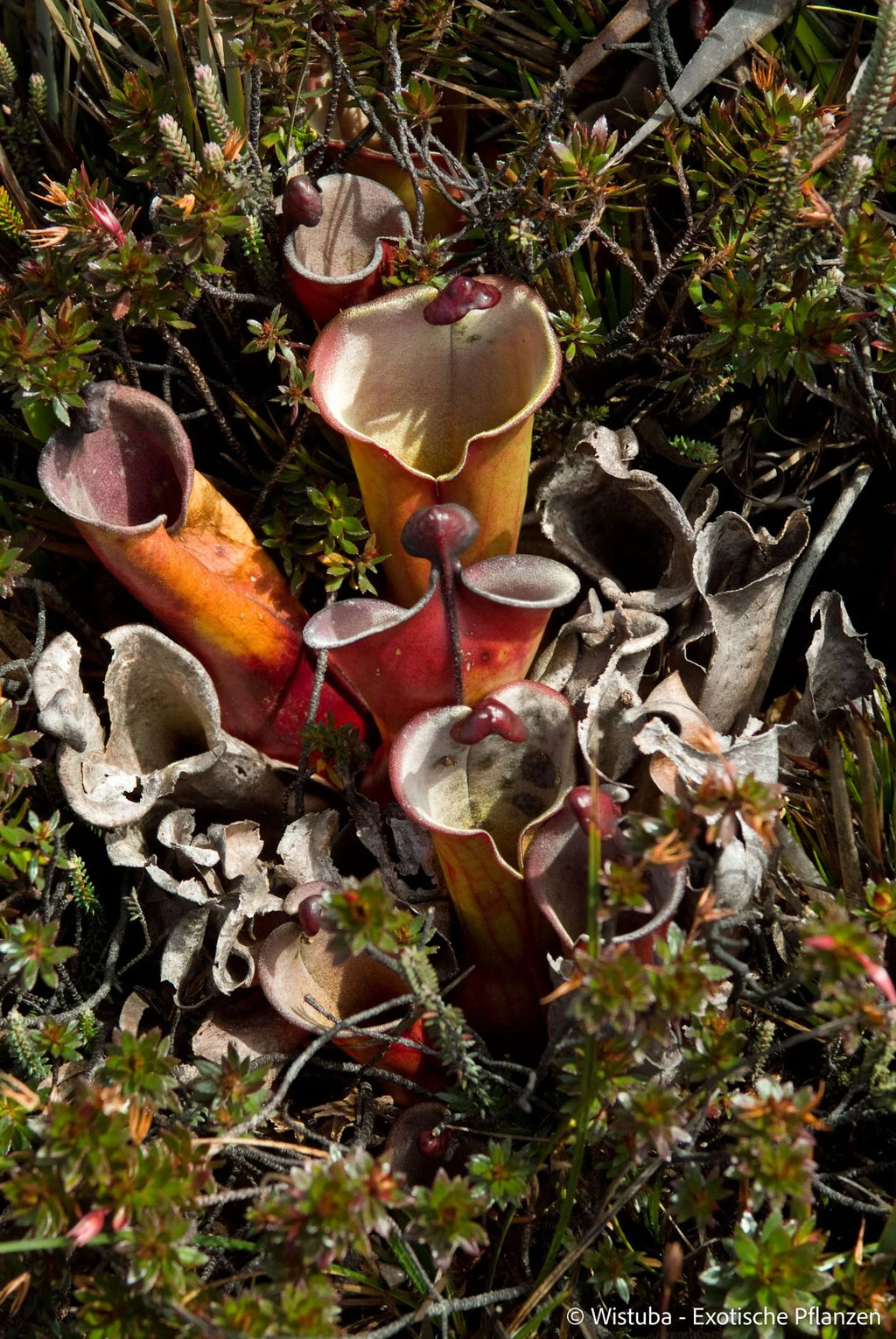 Heliamphora elongata (Karaurin Tepui) 大森食虫植物農園