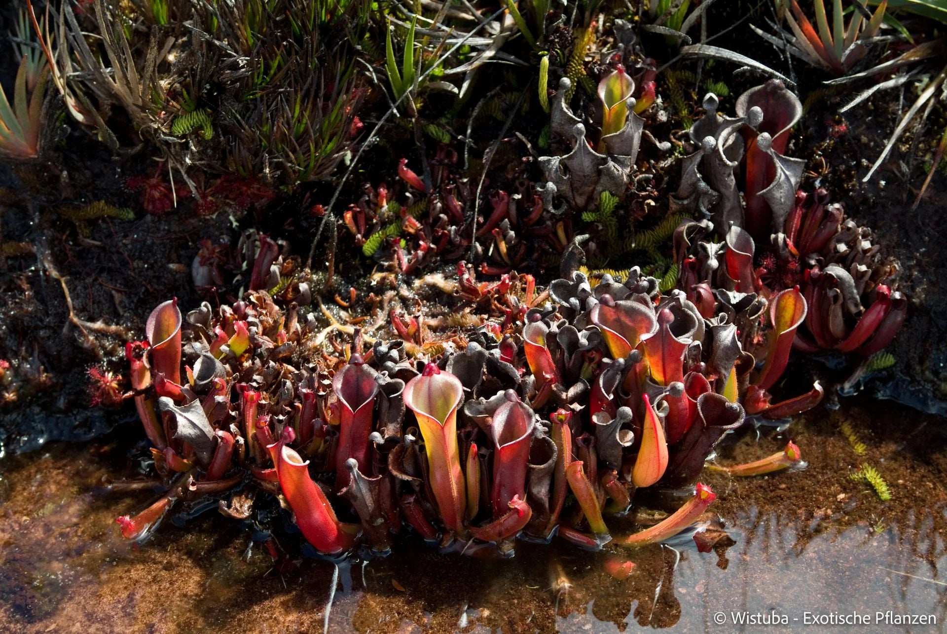 Heliamphora elongata (Karaurin Tepui) 大森食虫植物農園