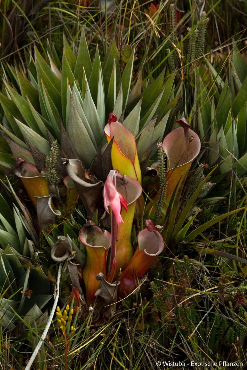 Heliamphora elongata (Karaurin Tepui) 大森食虫植物農園