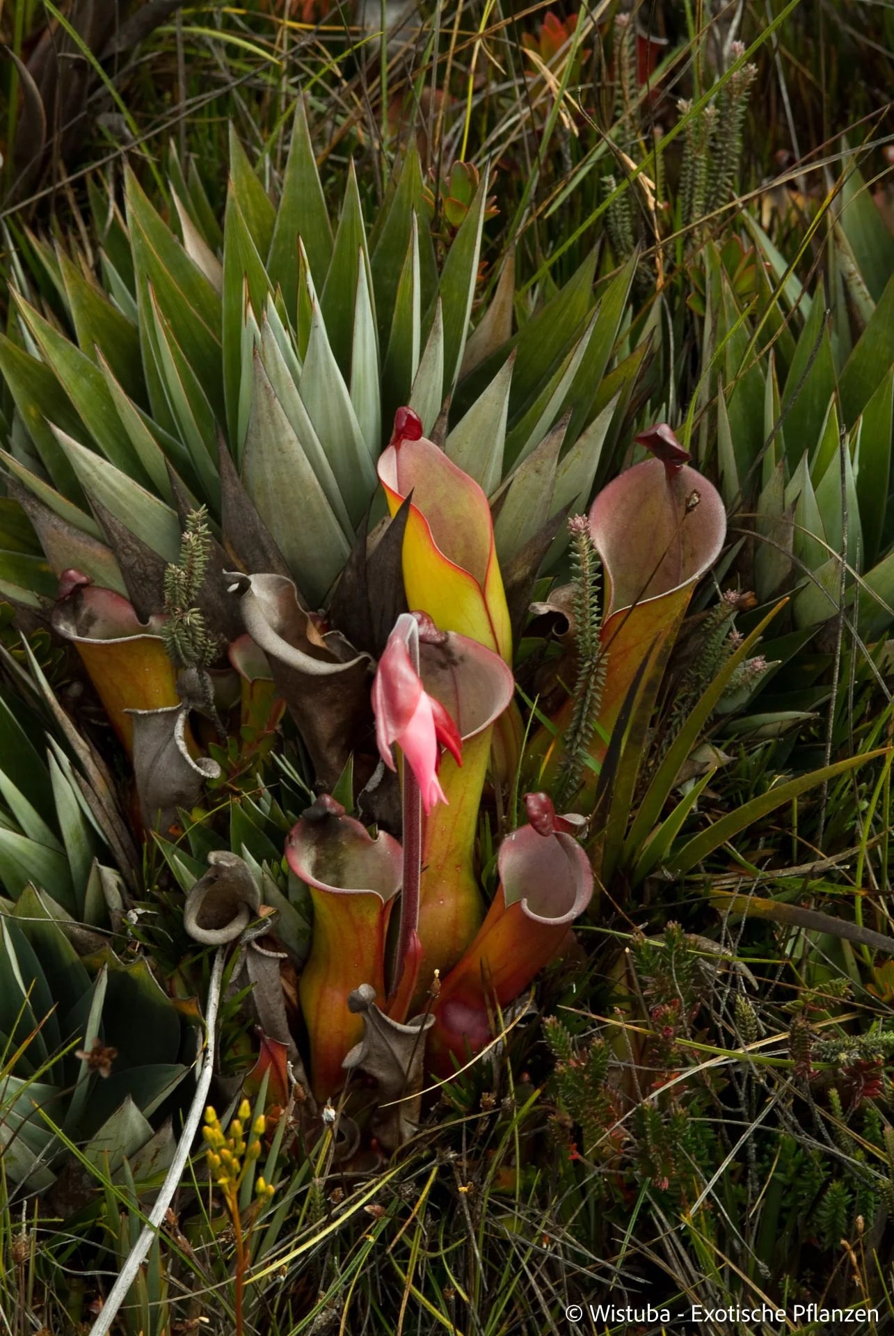 Heliamphora elongata (Karaurin Tepui) 大森食虫植物農園