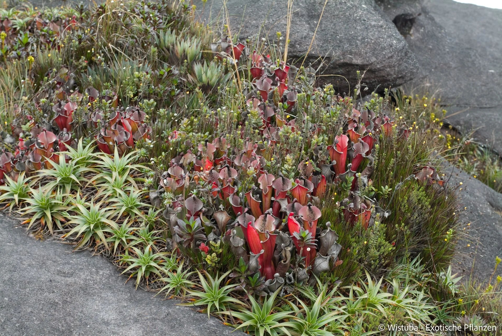 Heliamphora elongata (Karaurin Tepui) 大森食虫植物農園