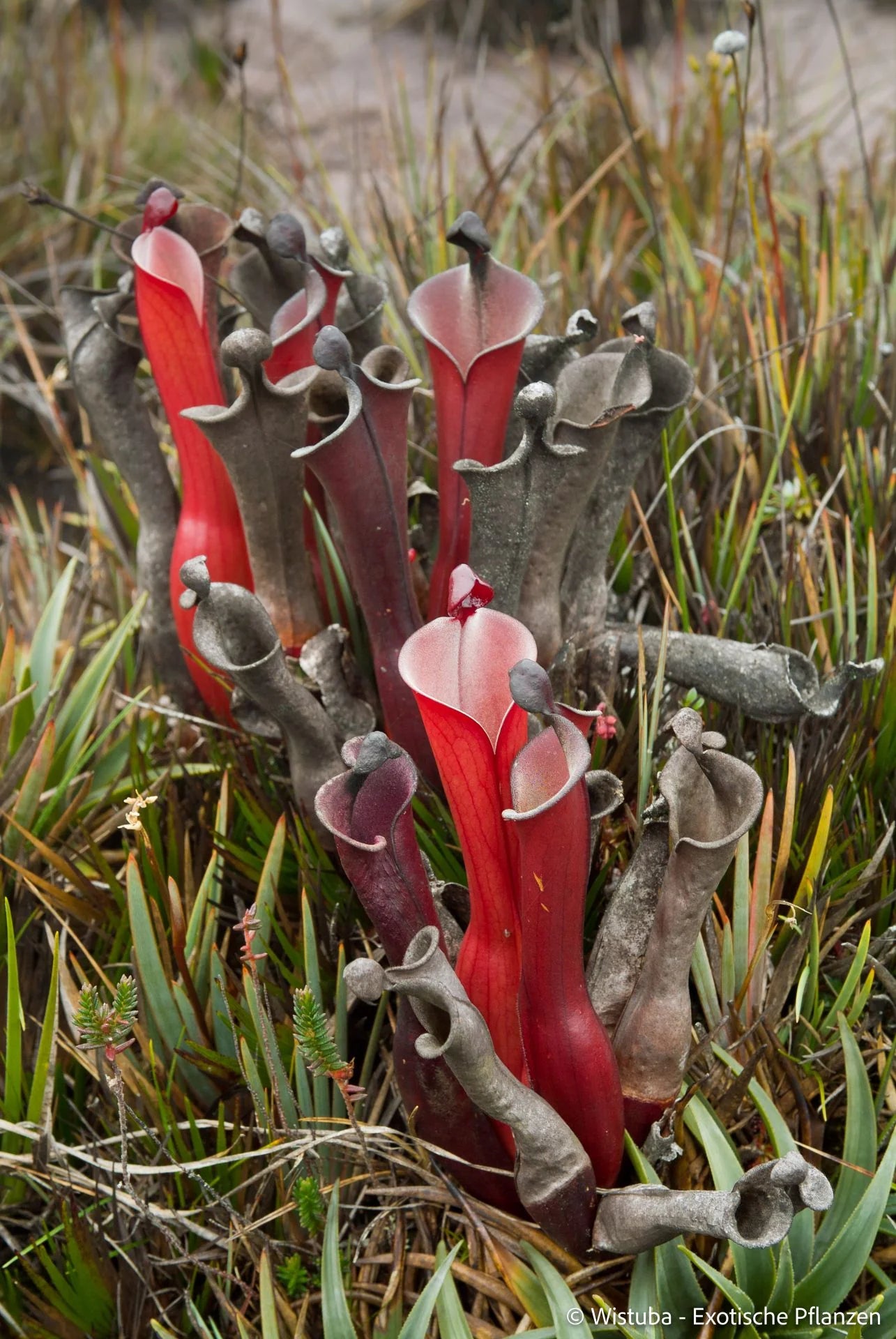 Heliamphora elongata (Karaurin Tepui) 大森食虫植物農園