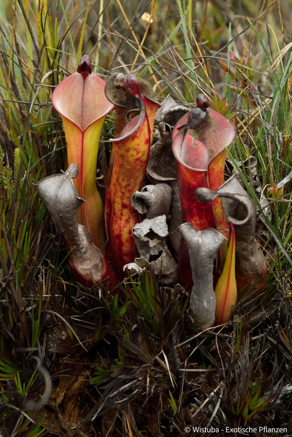 Heliamphora elongata (Karaurin Tepui) 大森食虫植物農園