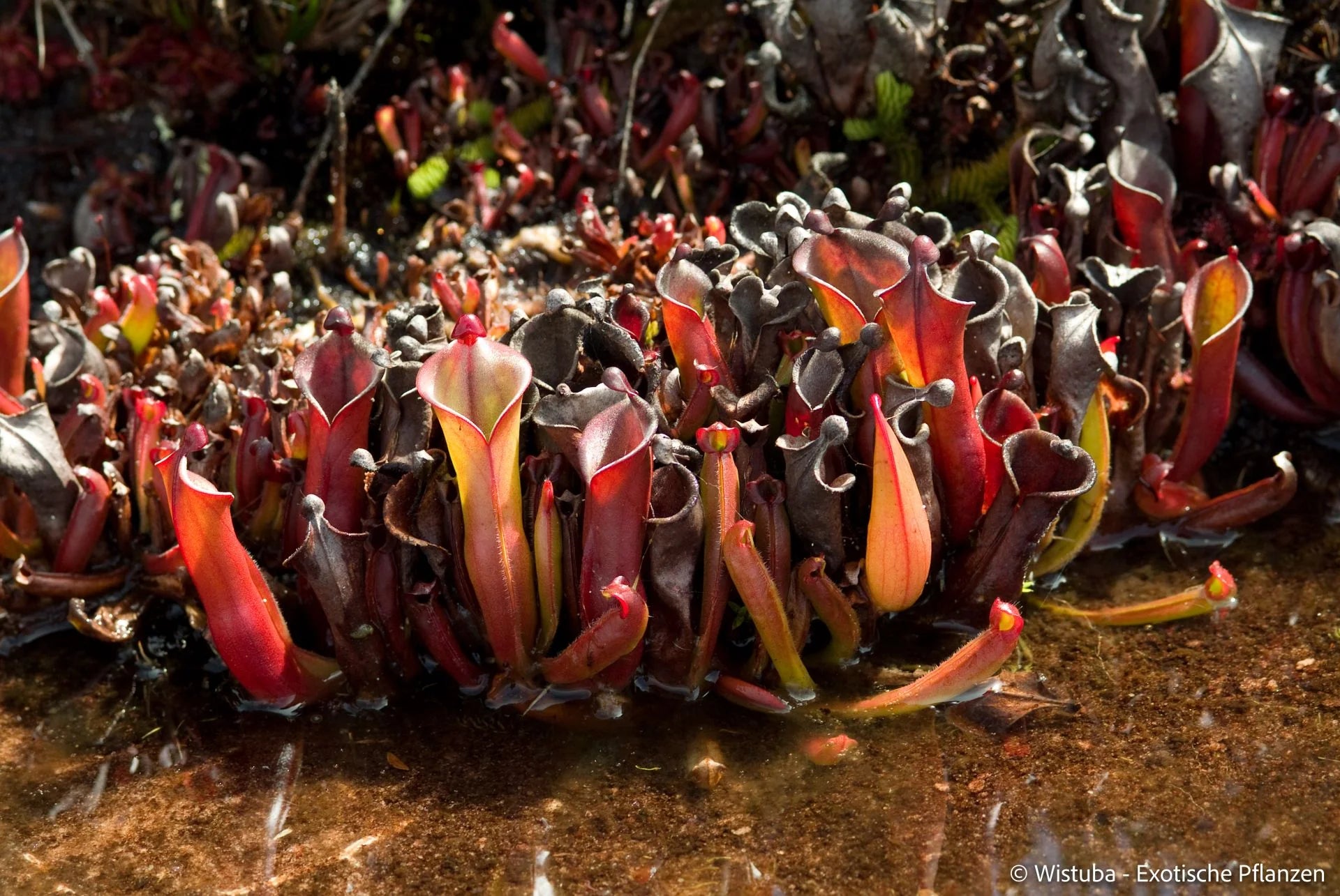 Heliamphora elongata (Karaurin Tepui) 大森食虫植物農園