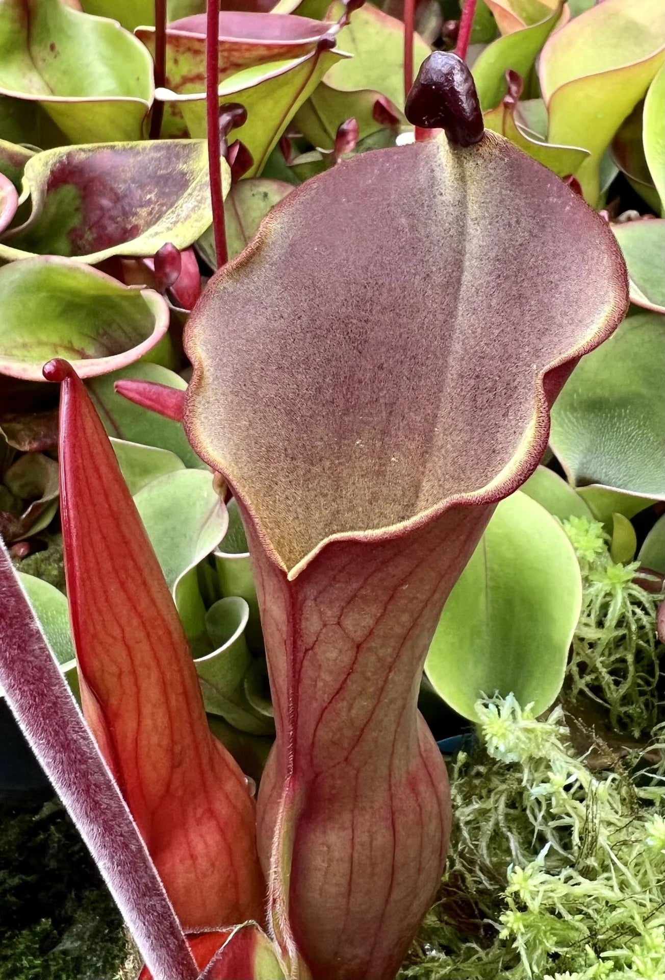 Heliamphora elongata "Wavy"  (Ilu Tepui) 大森食虫植物農園