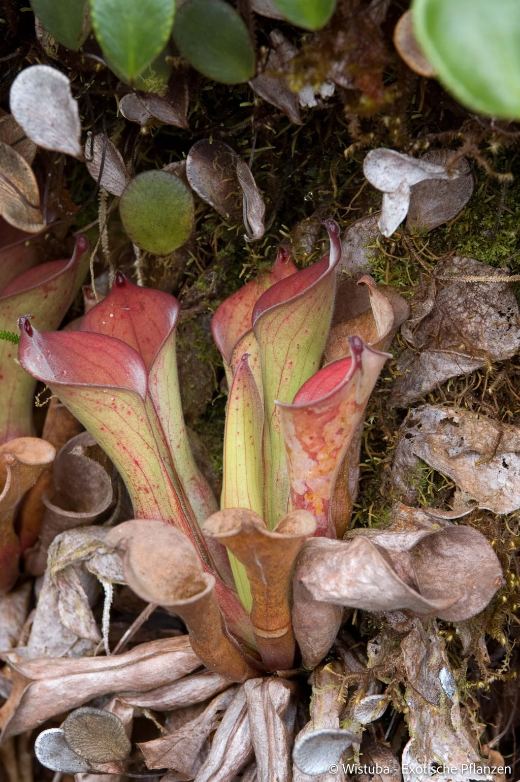 Heliamphora exappendiculata (Amuri Tepui) 大森食虫植物農園