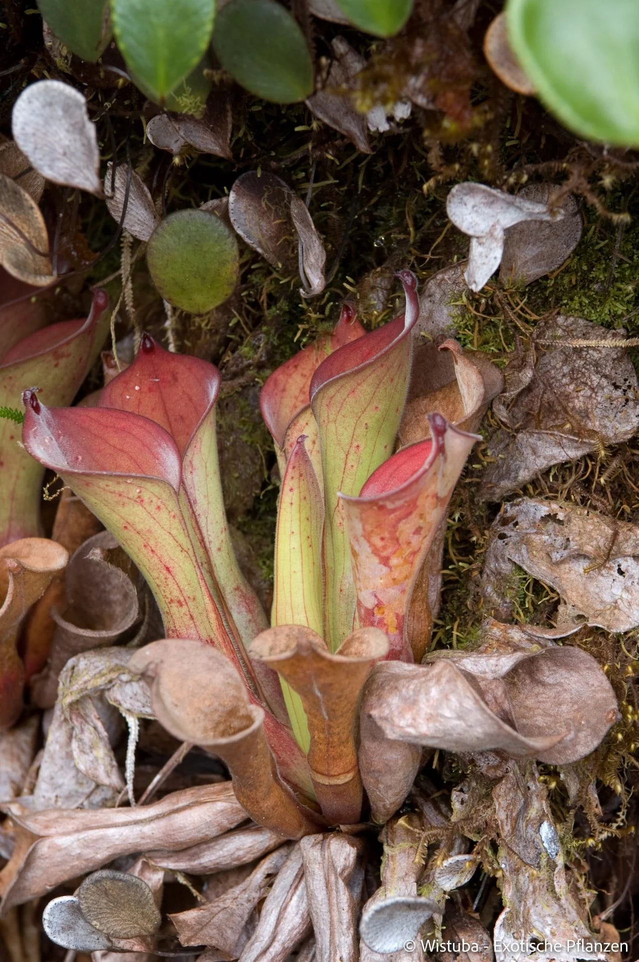 Heliamphora exappendiculata (Amuri Tepui) 大森食虫植物農園
