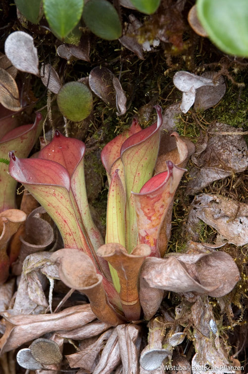 Heliamphora exappendiculata (Amuri Tepui) 大森食虫植物農園