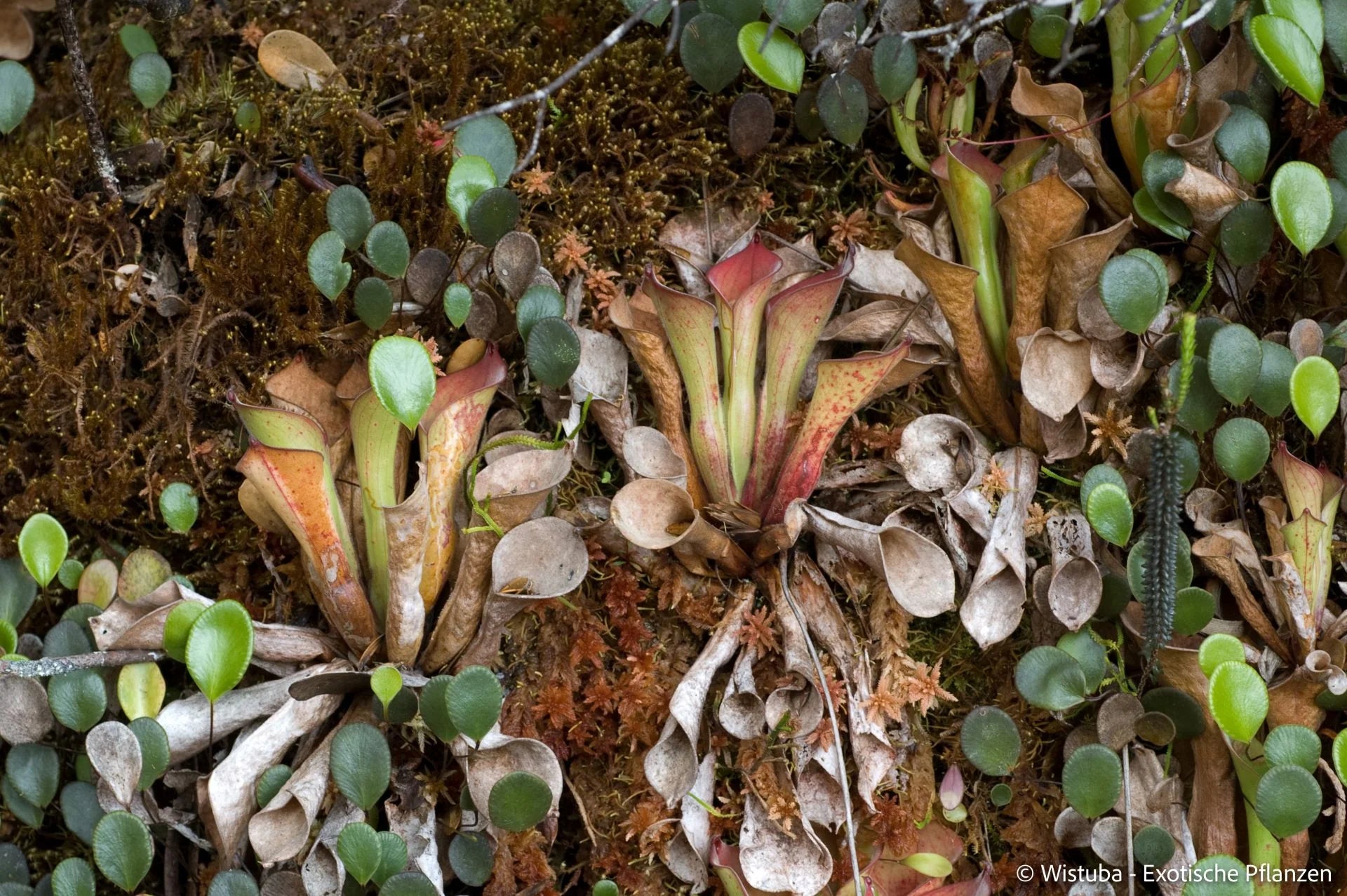Heliamphora exappendiculata (Amuri Tepui) 大森食虫植物農園