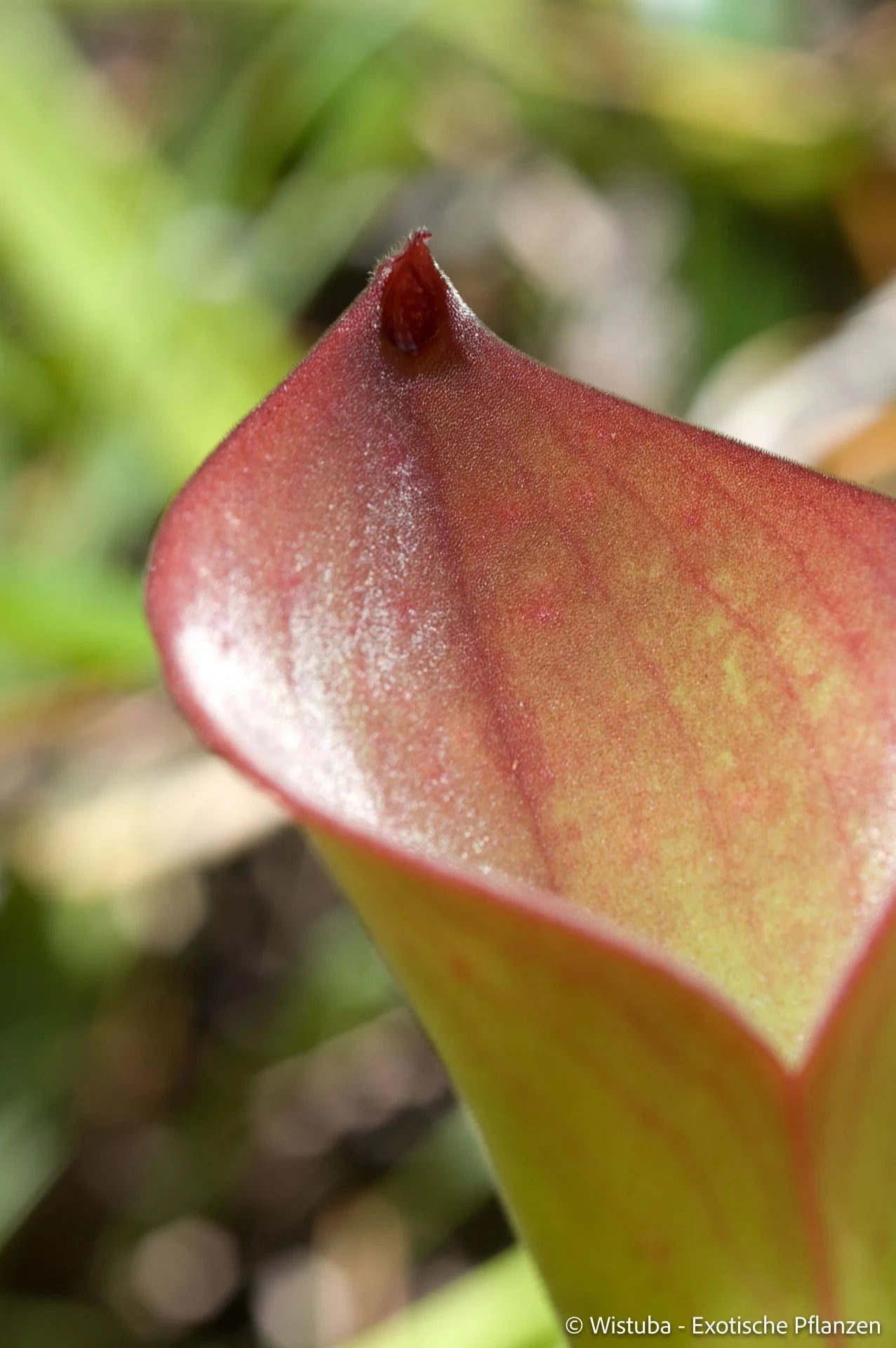 Heliamphora exappendiculata (Amuri Tepui) 大森食虫植物農園